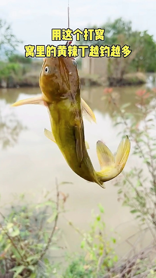 垂钓黄辣丁需要打窝吗把鱼窝做好了黄辣丁越钓越多