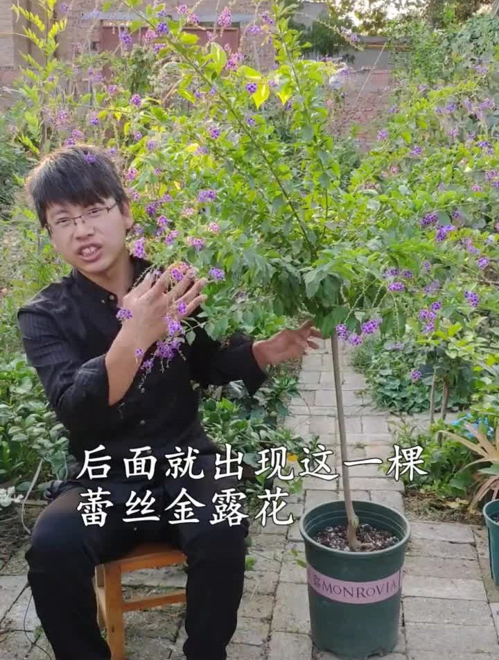 蕾丝金露花不仅可以四季开花