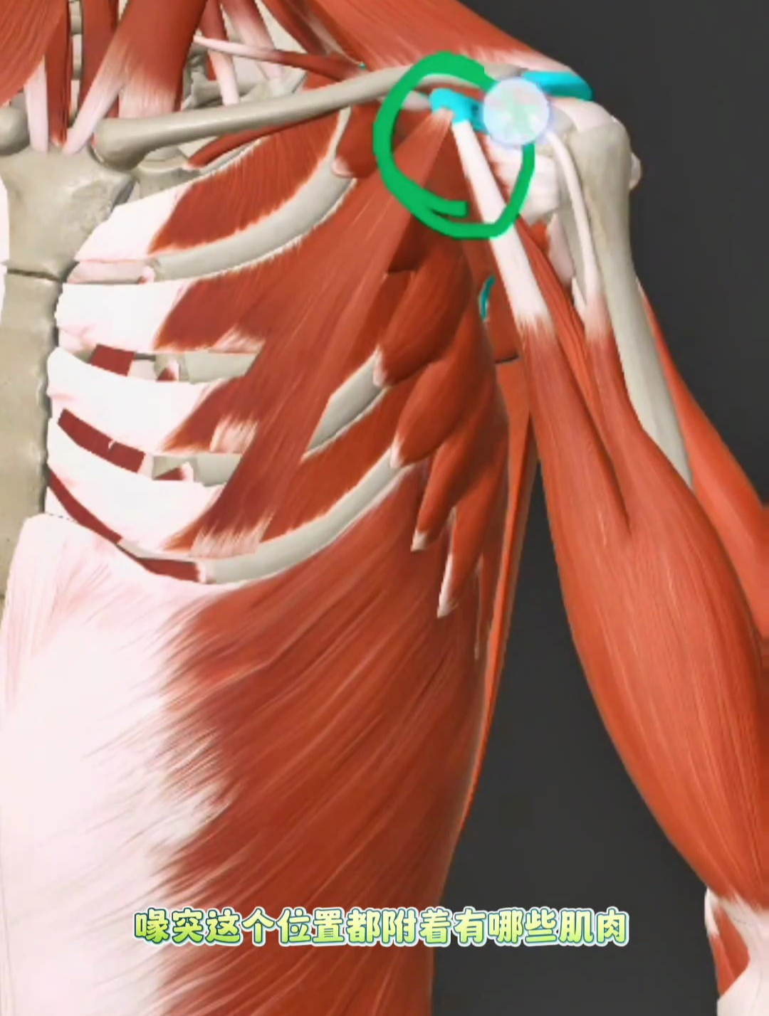 喙突这个位置都有哪些肌肉?