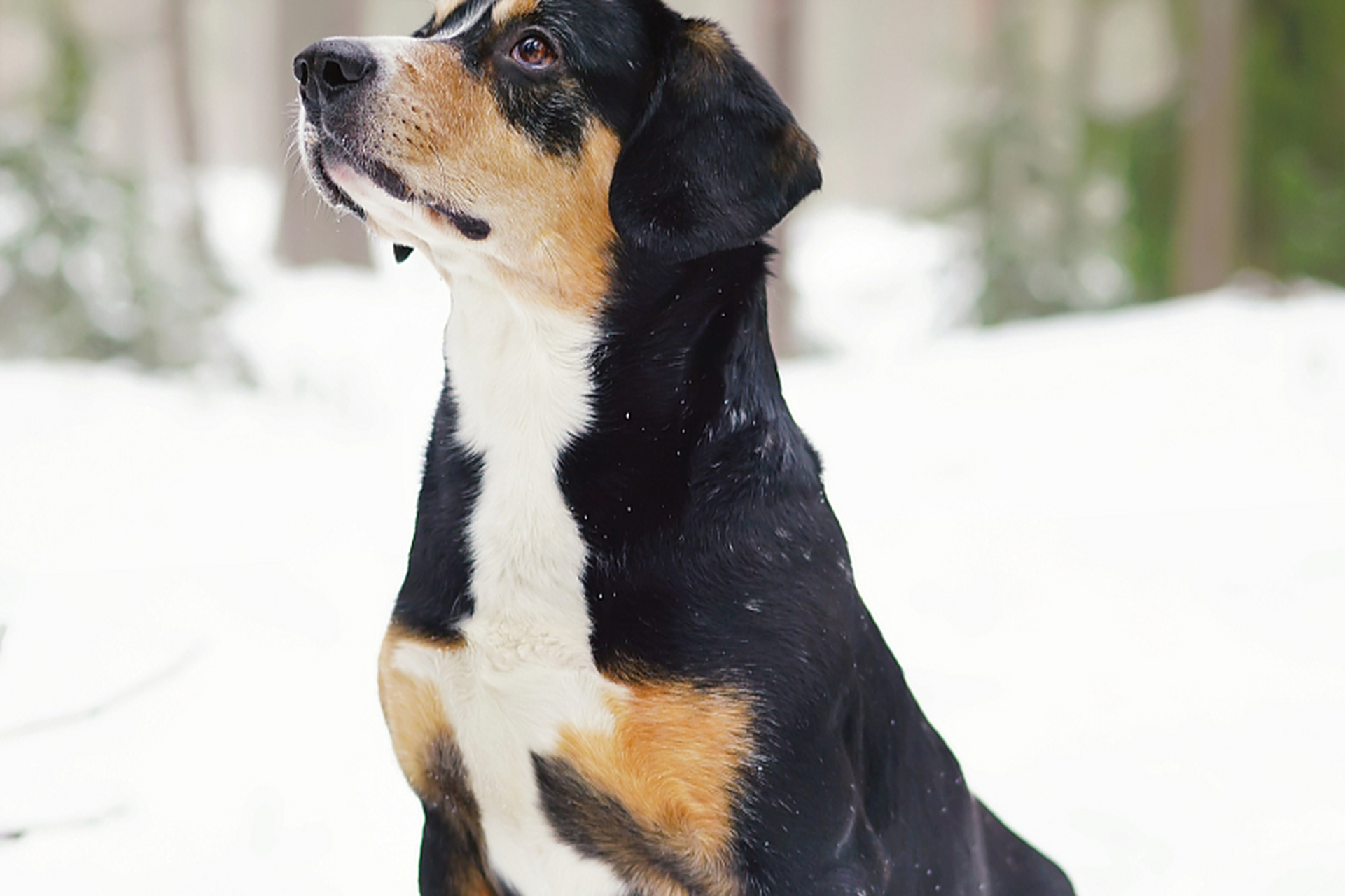 苏俄猎狼犬是用于猎狼的大型强壮狗,由多个品种杂交而成.