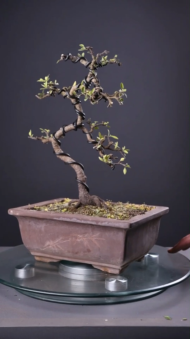 铁马鞭2《录品记-盆景李相录》