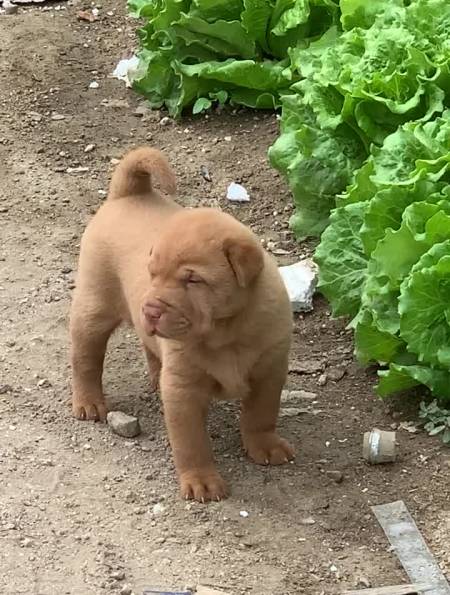 潮汕五红犬,母,圆头短嘴,虎背熊腰,耳能立,大骨架-度小视