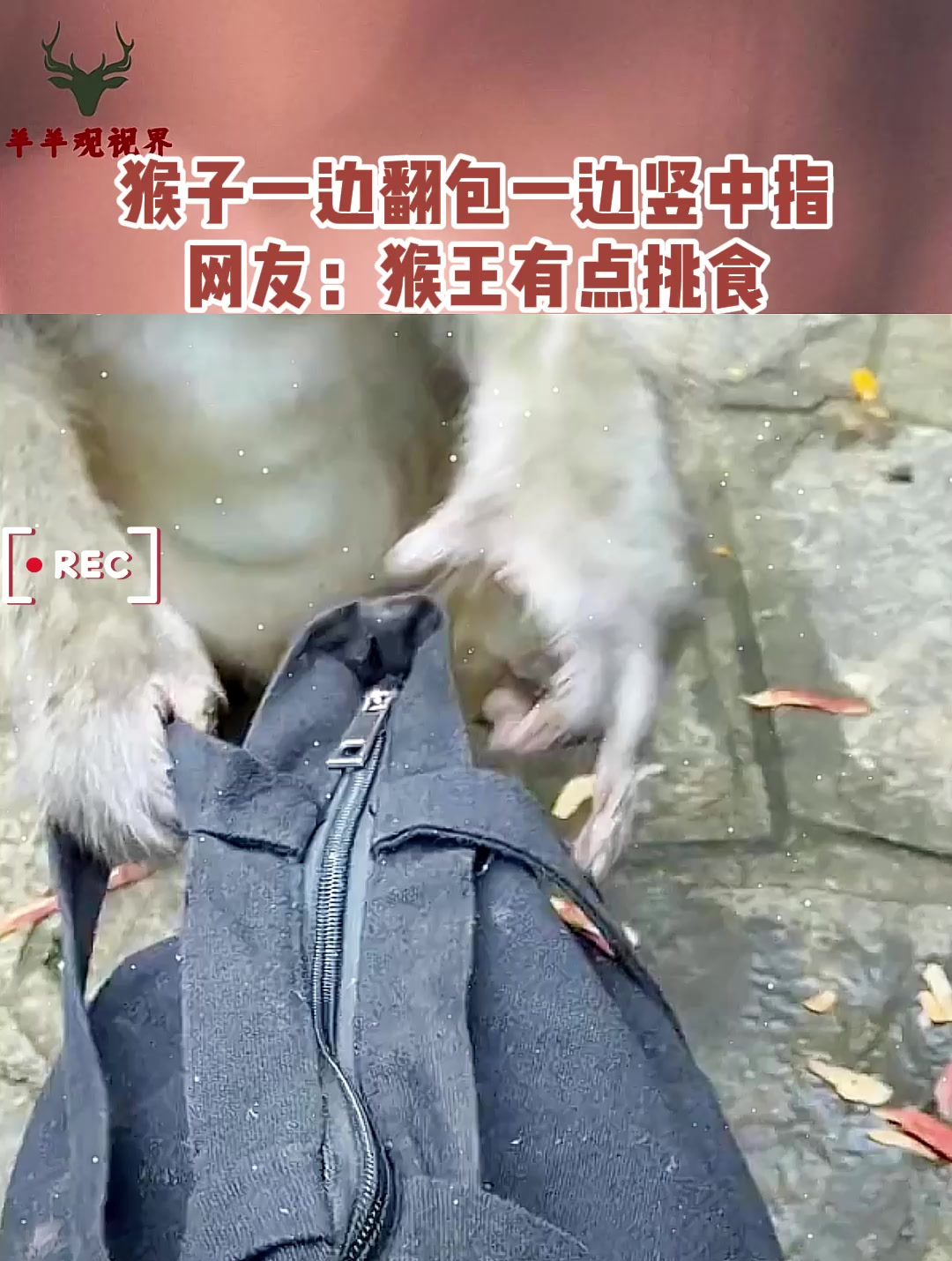 猴子一边翻包一边竖中指网友猴王有点挑食啊