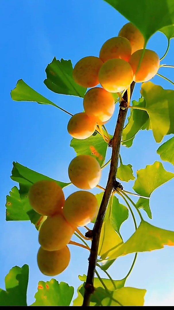 优美大自然九月秋高气爽的季节九月硕果累累