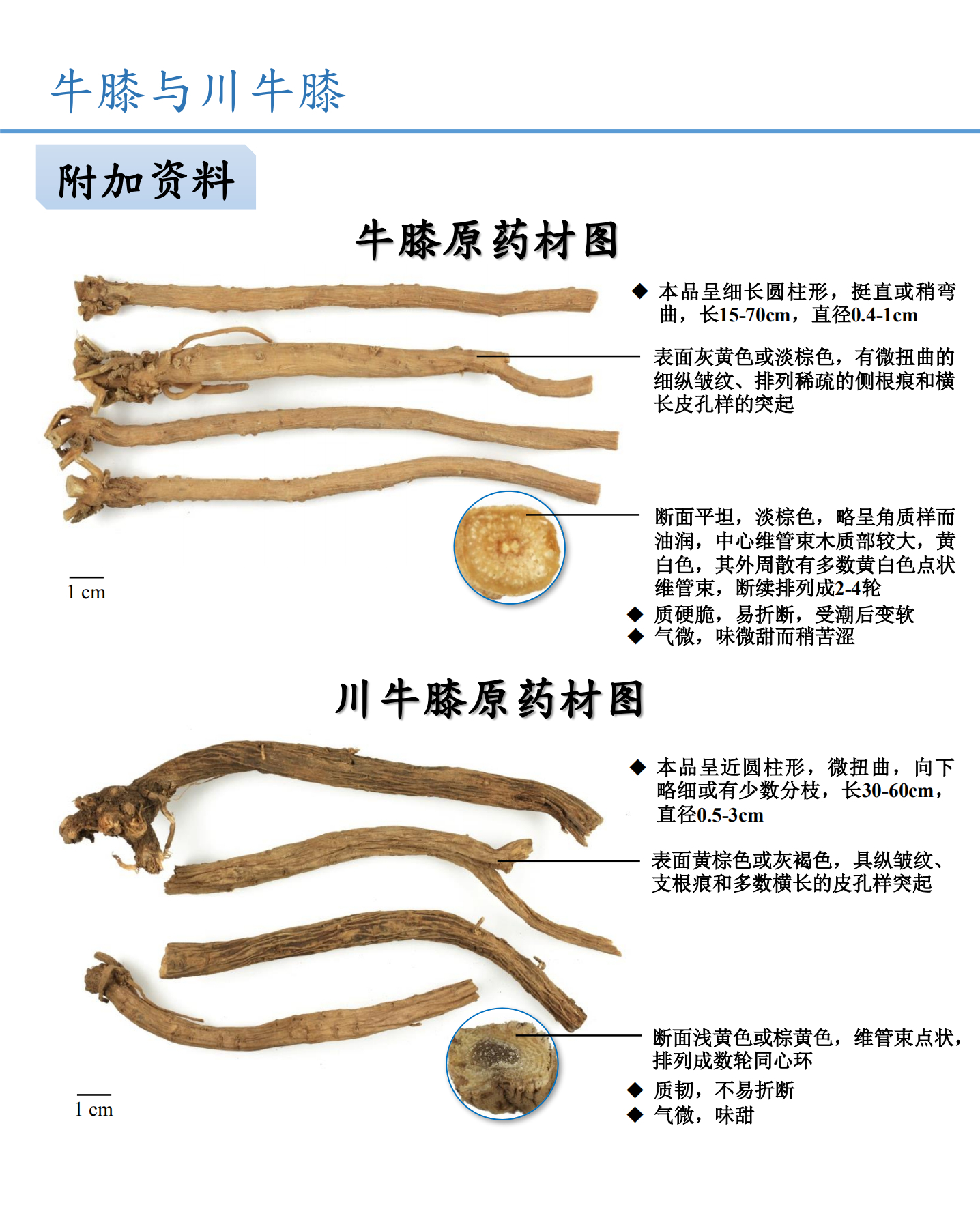 牛膝与川牛膝鉴别
