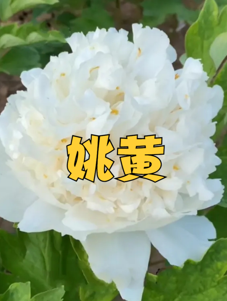 牡丹四大名品之一:姚黄,一颗冠幅达到80多公分的姚黄