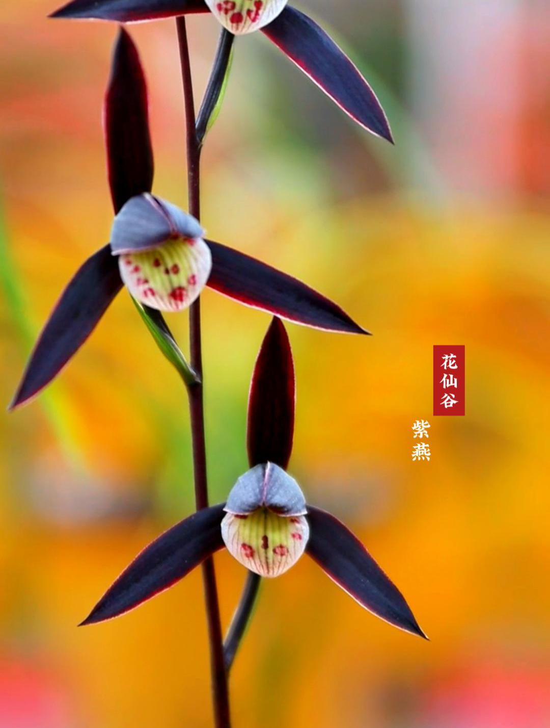 细叶寒兰经典转色紫花紫燕