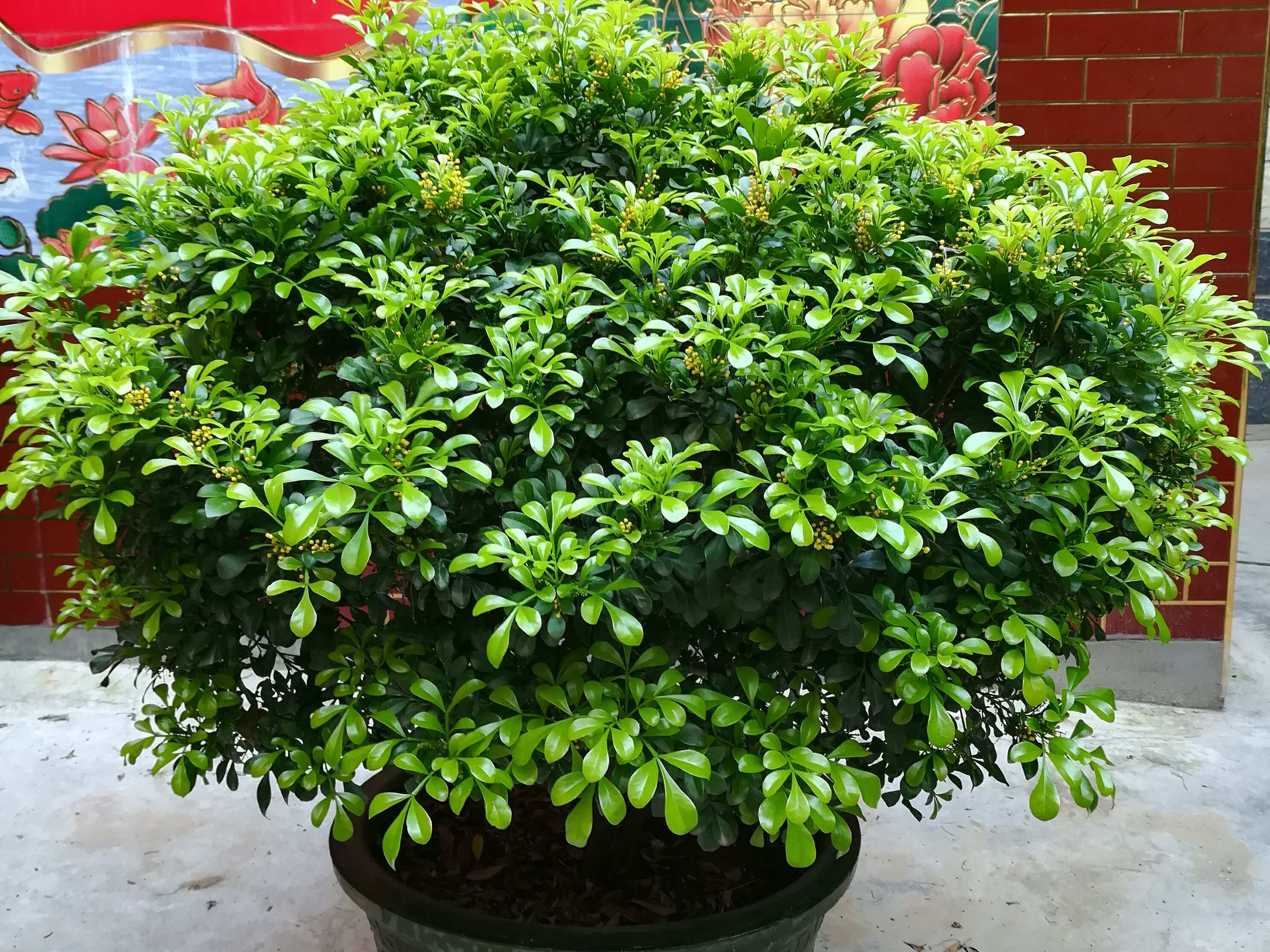 米兰几天浇一次水?