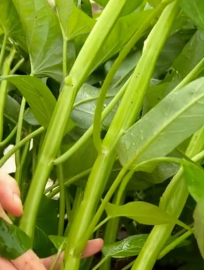 三叉空心菜,一出生就有三个叉,现在正是种植的季节!