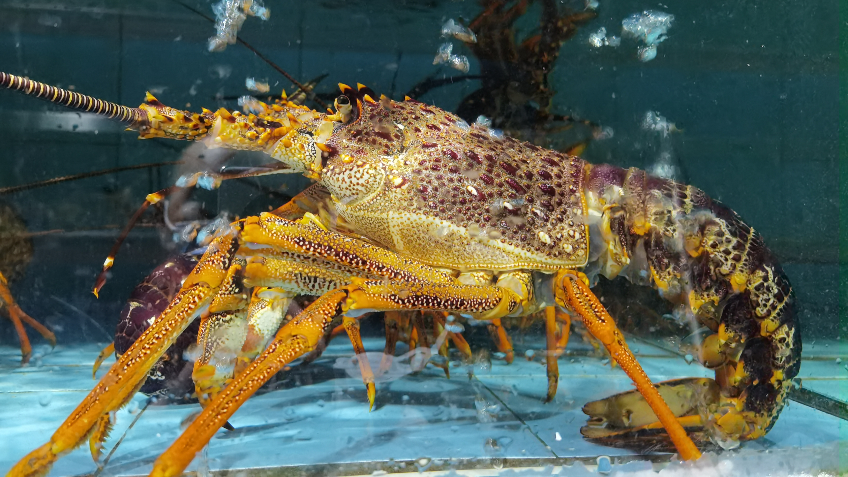 鲜活海鲜怎样运输确保品质和新鲜程度?