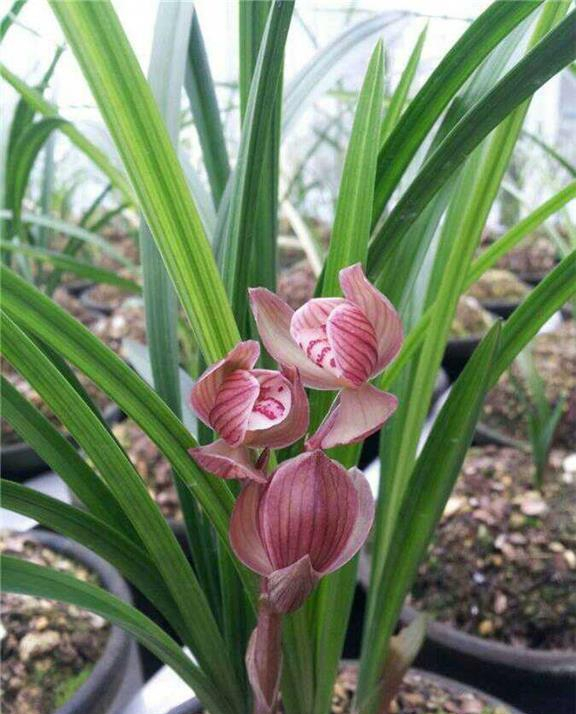 它是春剑荷瓣精品,红花荷瓣,花色艳丽,瓣型圆润,非常受人喜欢