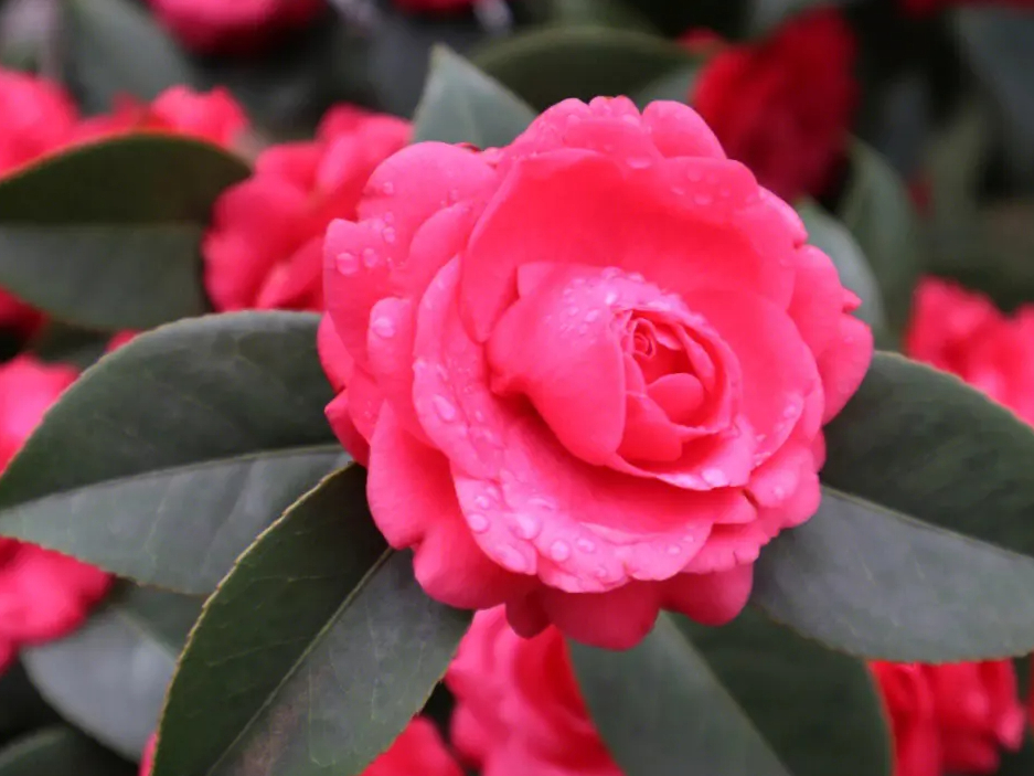 龙岩市花是什么?