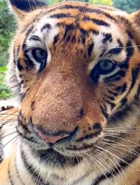 是谁说母老虎凶的,这不很温柔吗-度小视