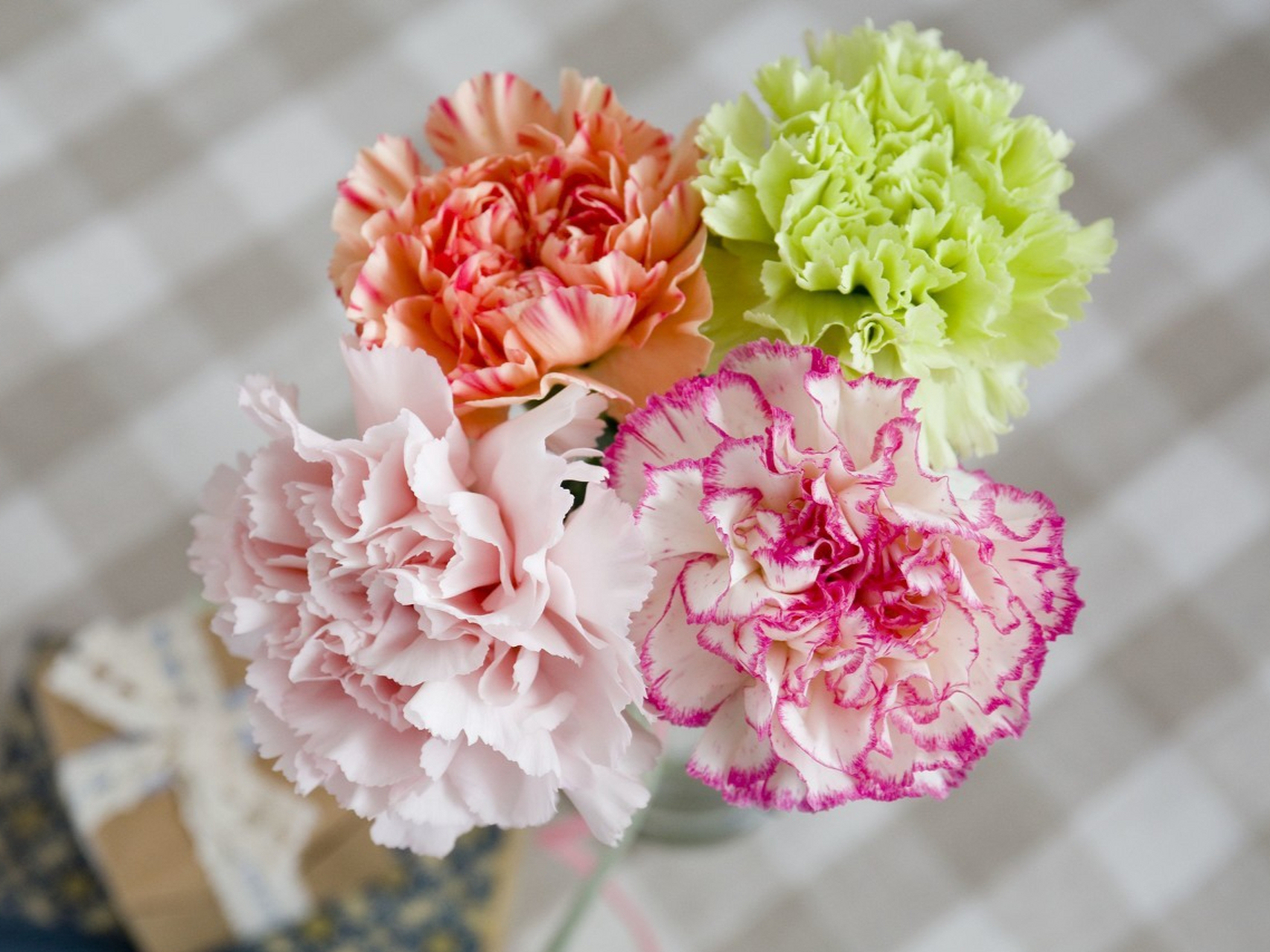 康乃馨以其美丽的花朵和芬芳的香气广受喜爱,不同颜色的康乃馨有着不