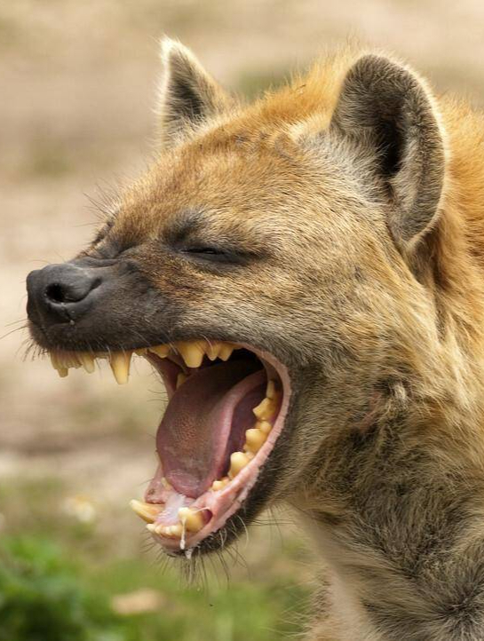 鬣狗祸害家禽.村民请来训犬师抓捕,急得鬣老二龇牙咧嘴要咬人1