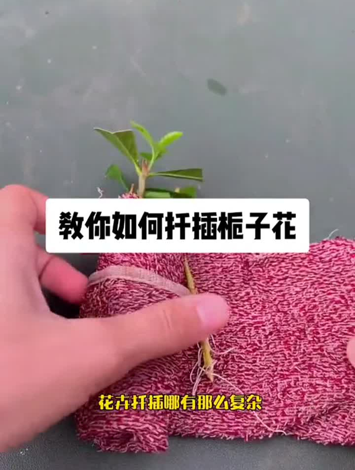 散尾葵花卉绿植盛旺花卉园铜钱草分盆清香木