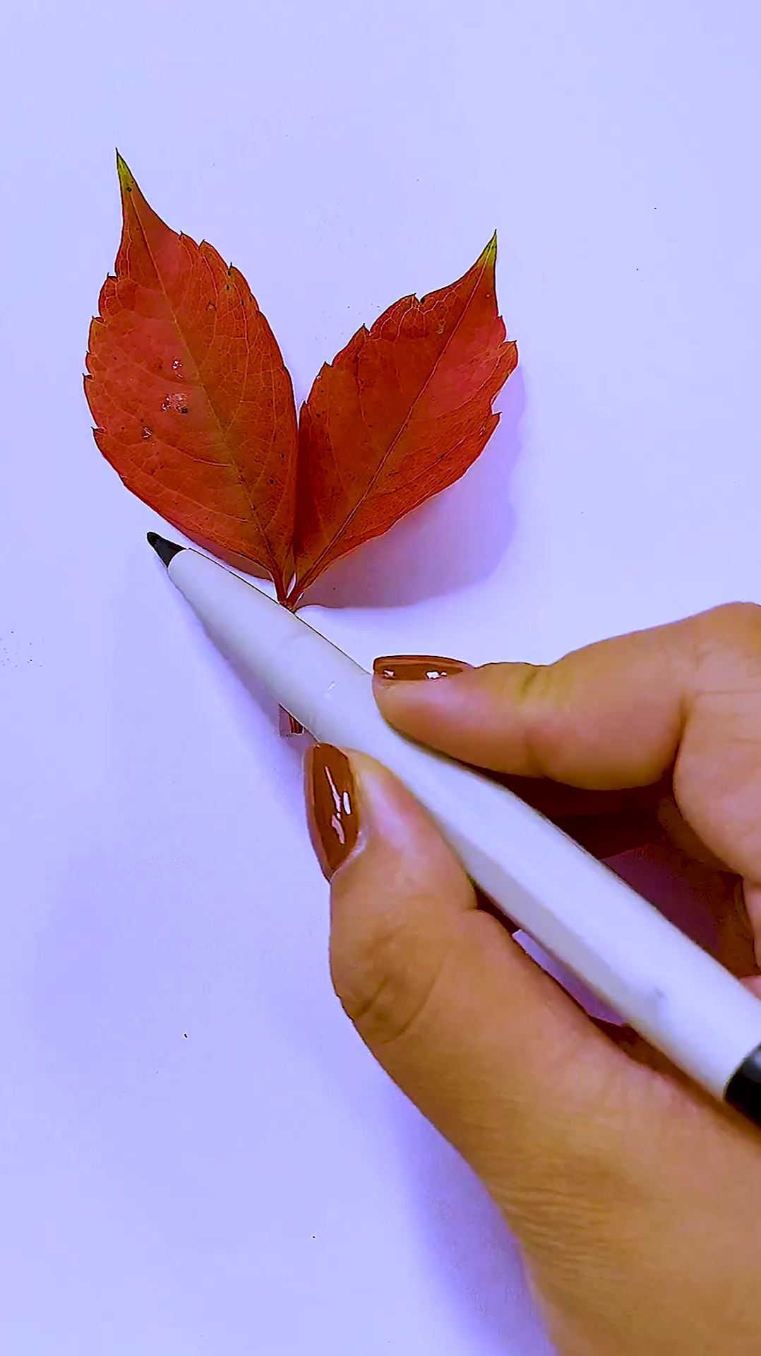 教你学会用树叶画狐狸!儿童简笔画-度小视