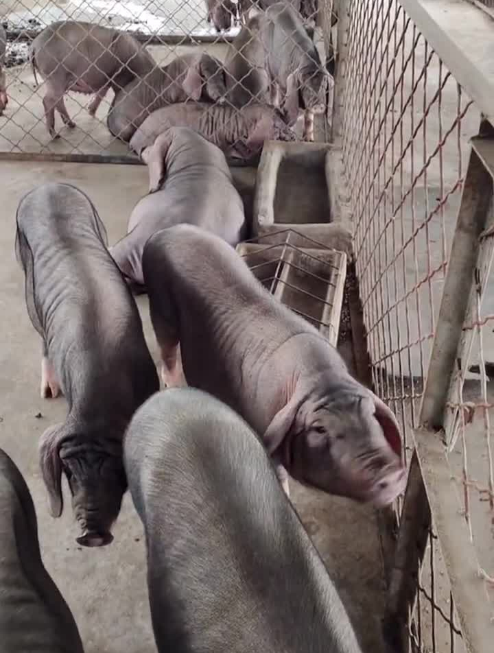 纯种太湖母猪养猪人养猪人加油干太湖原种母猪支持