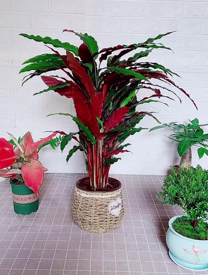 紫背波浪竹芋,茂密丛生,高雅大方-度小视