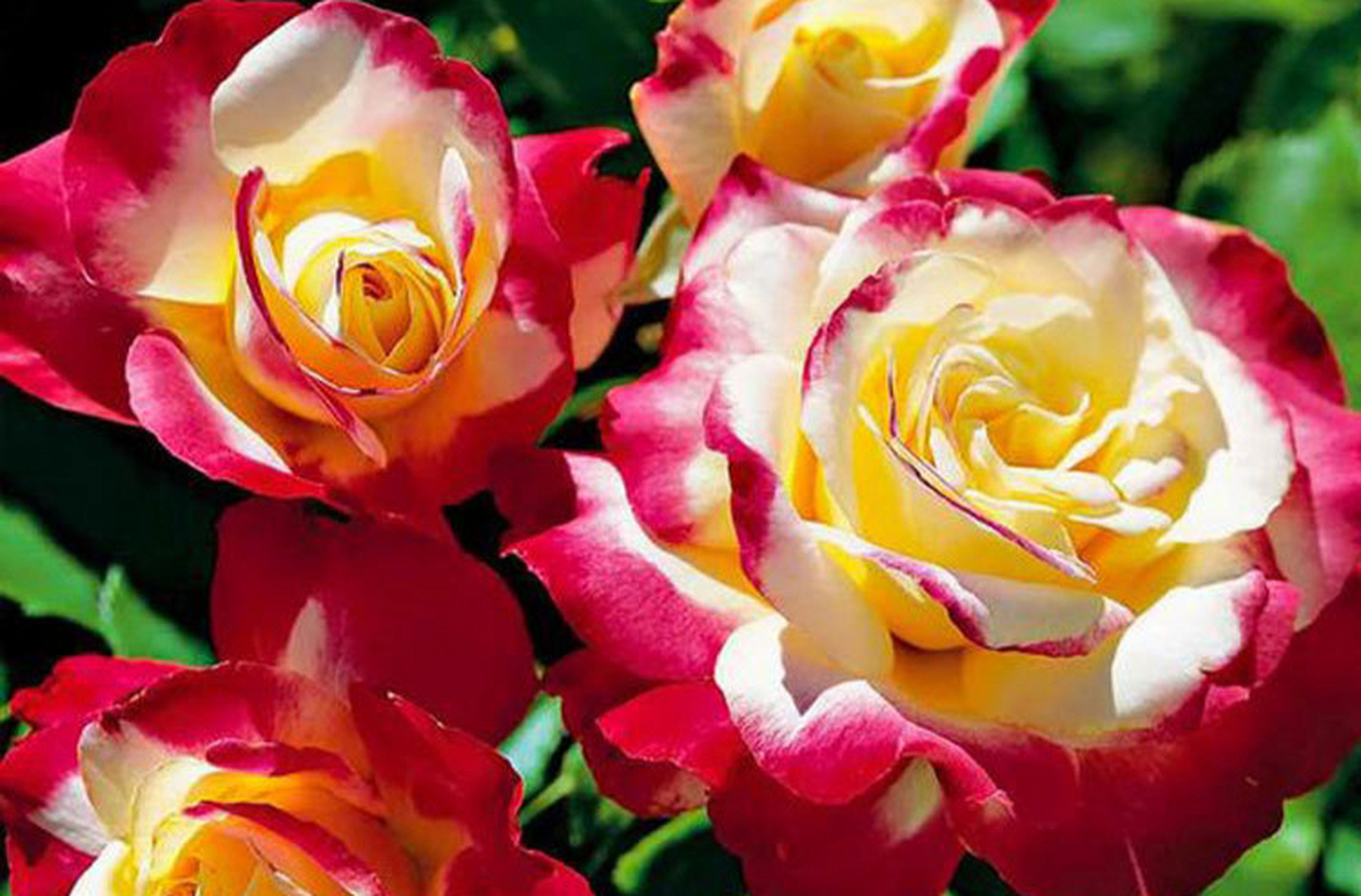 [原文:红双喜月季:优缺点全面解.