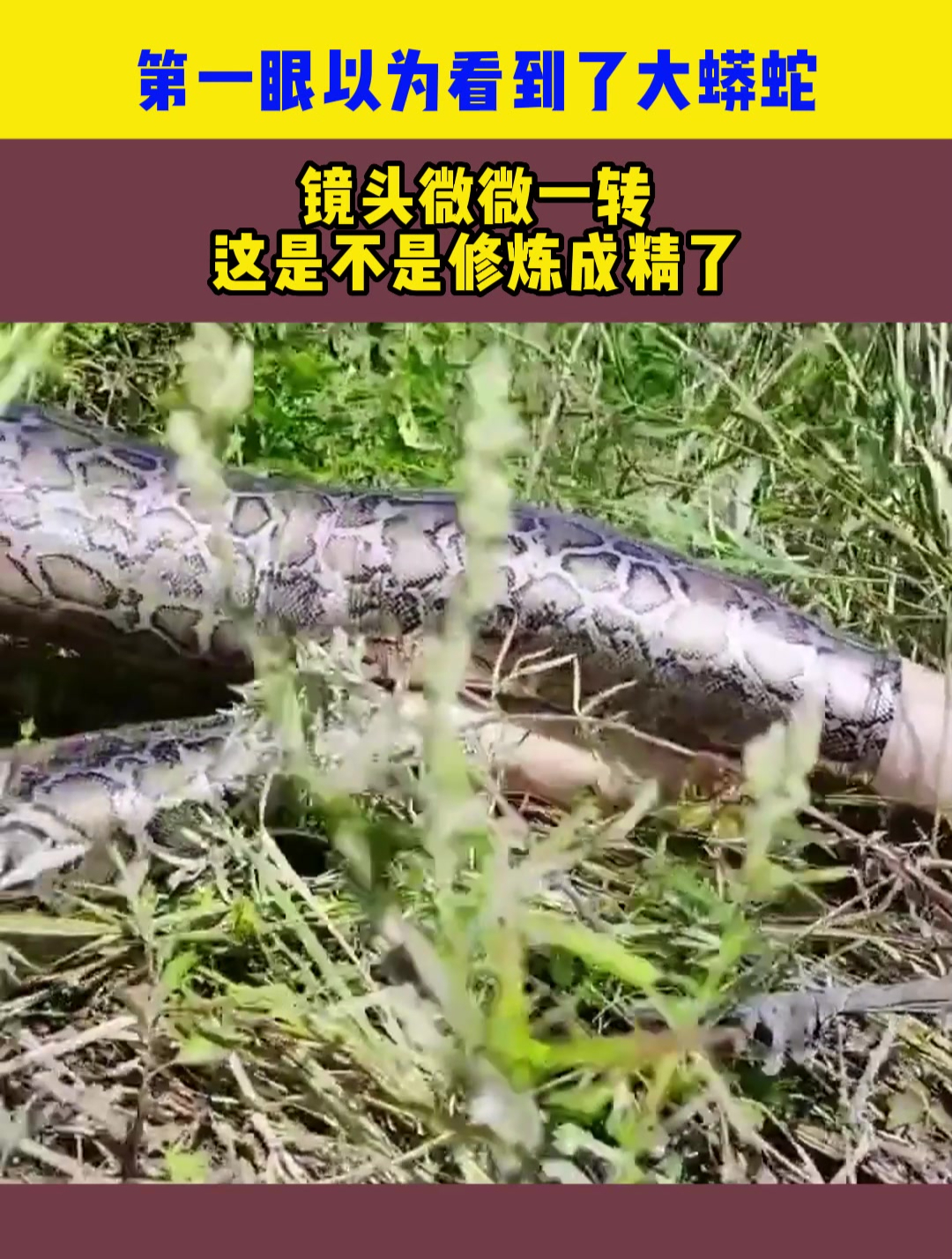 第一眼以为看到了大蟒蛇,镜头微微一转,这是不是修炼成精了-度小视