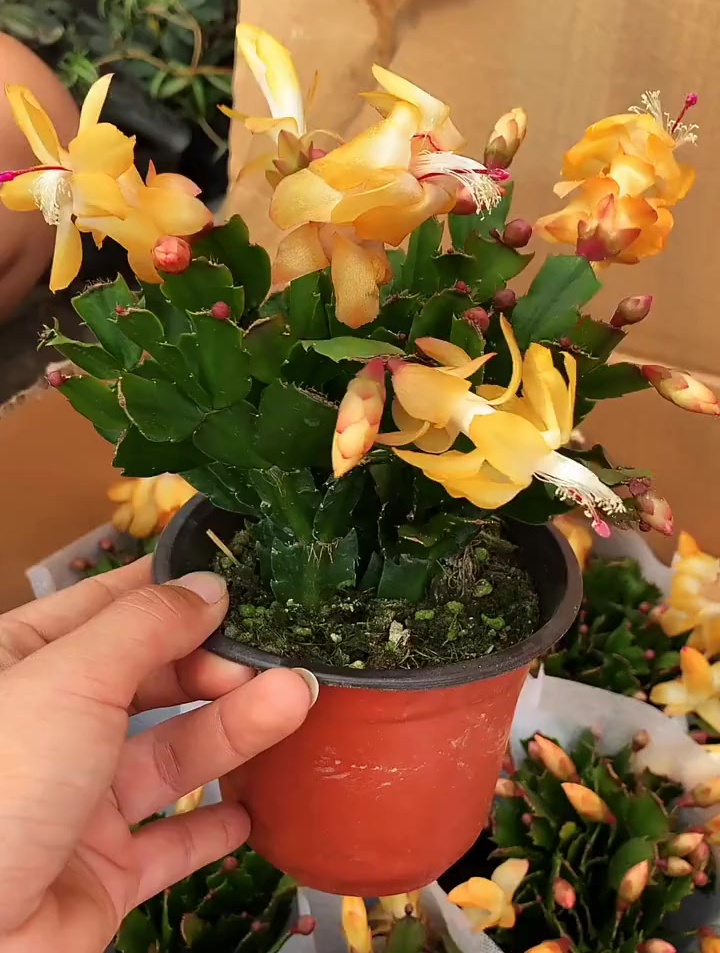 黄金蟹爪兰分享家庭养花知识