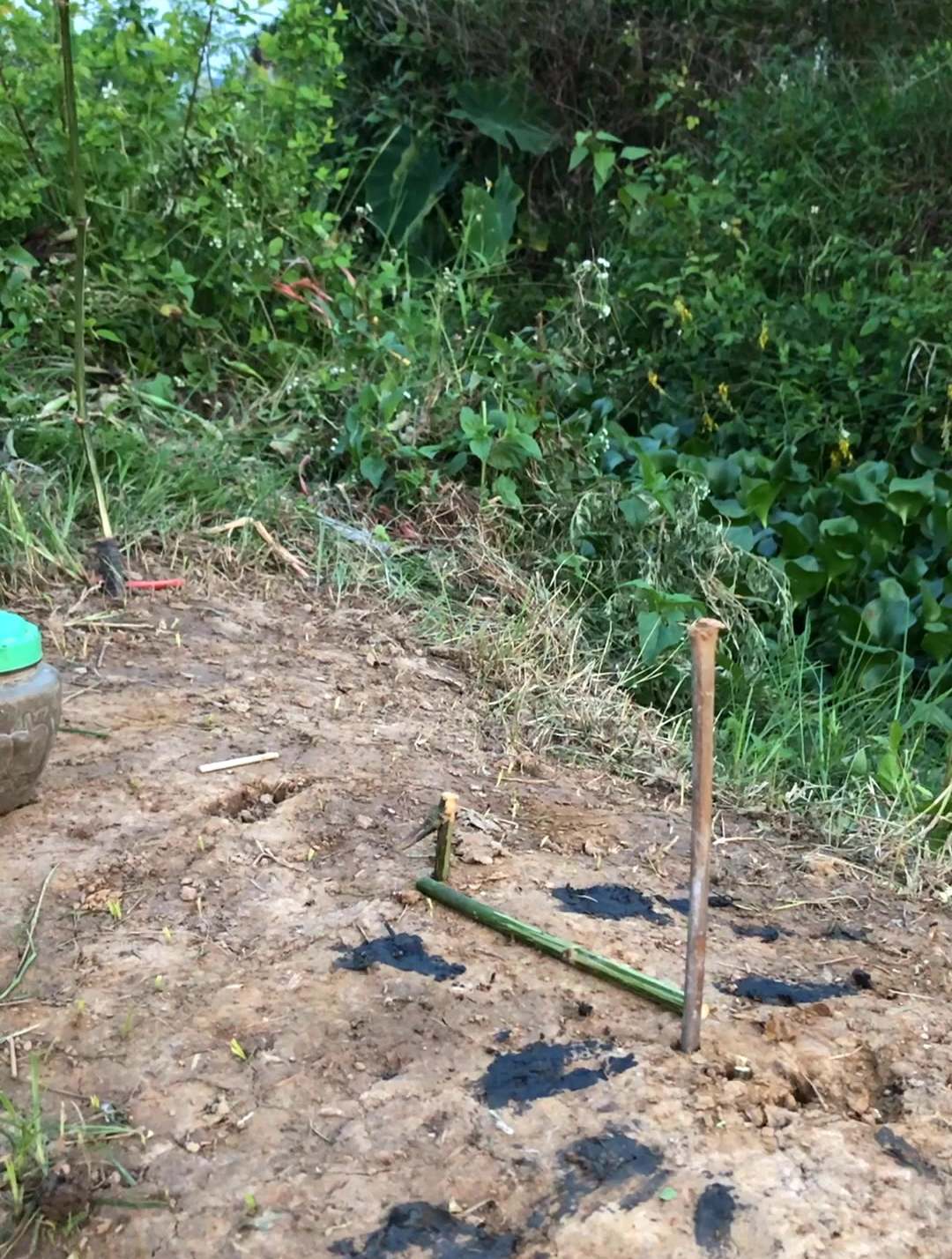 用竹子制作简单的陷阱,捕捉鸟类