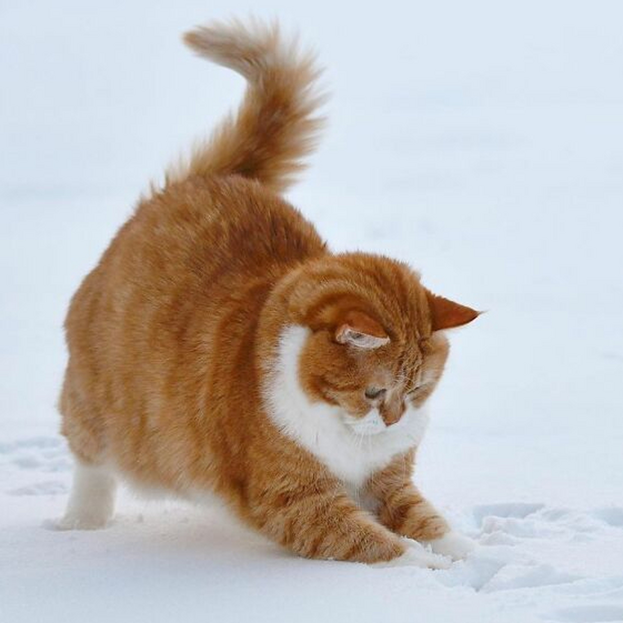 雪地里的橘猫,看起来它超级开心