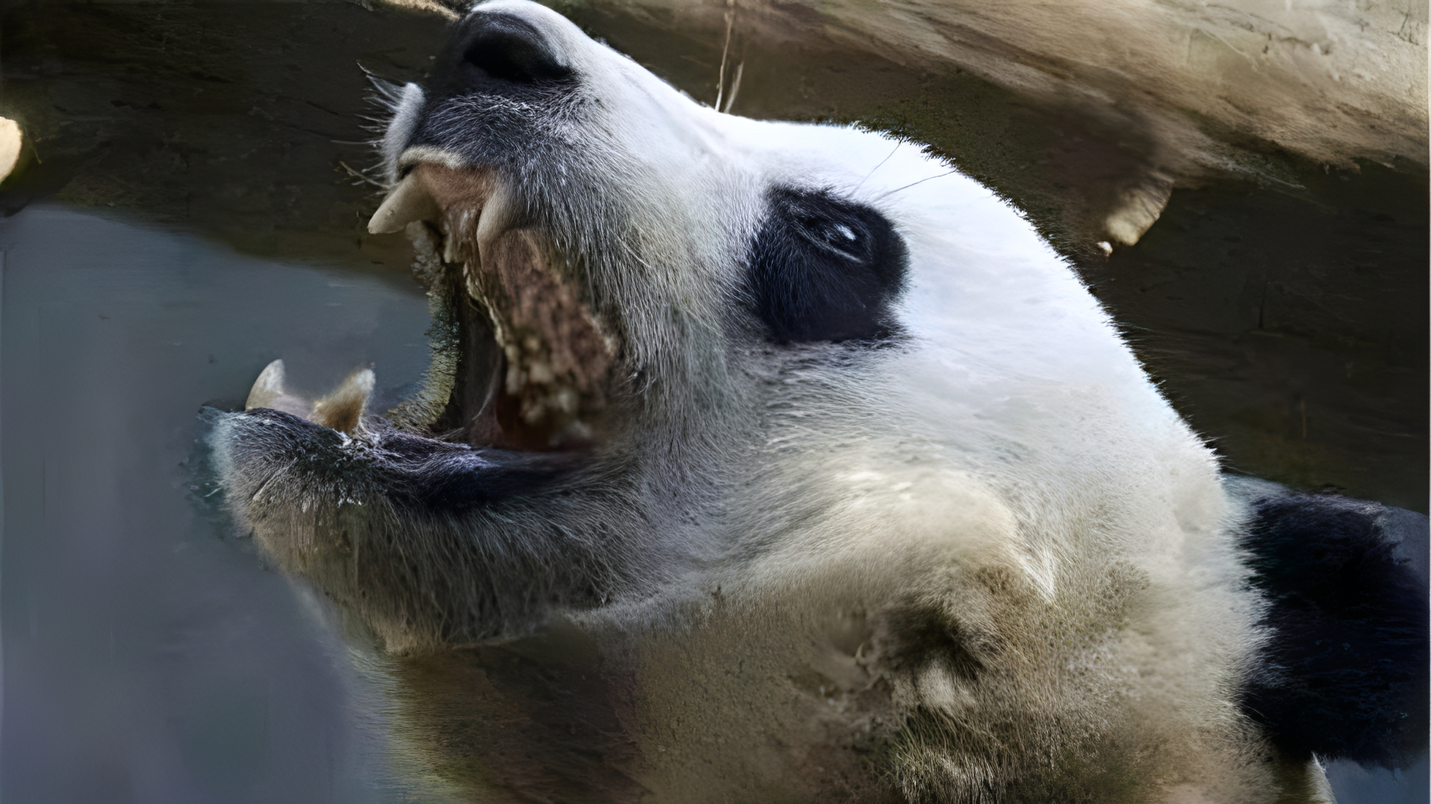 远古大熊猫 想知道有多可怕吗?