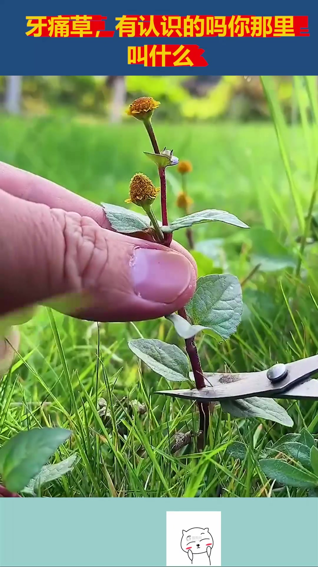 牙痛草,有认识的吗你那里叫什么