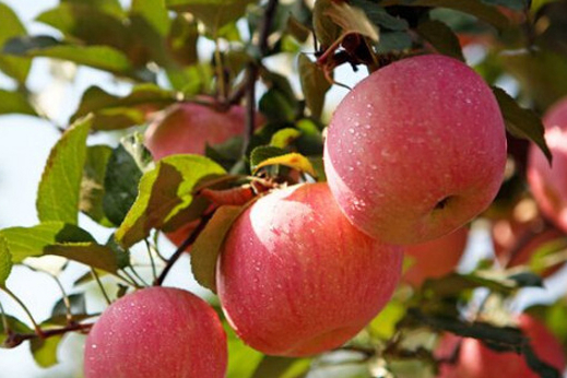 早熟苹果新品种介绍
