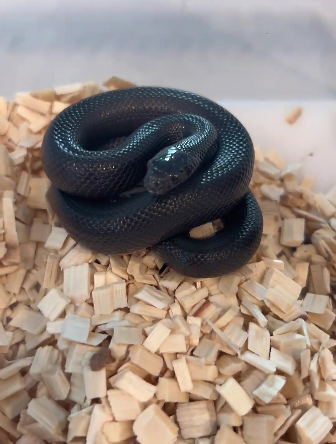 墨西哥黑王蛇好养吗