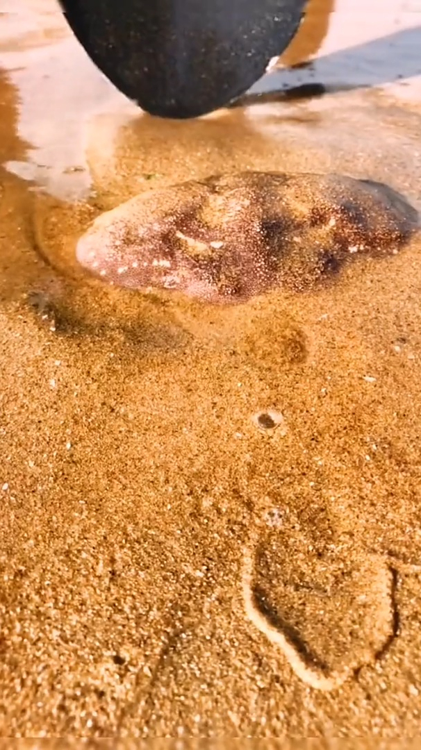 退潮的时候来不及回去的就回去卧沙,这老大个螃蟹咋不太聪明?