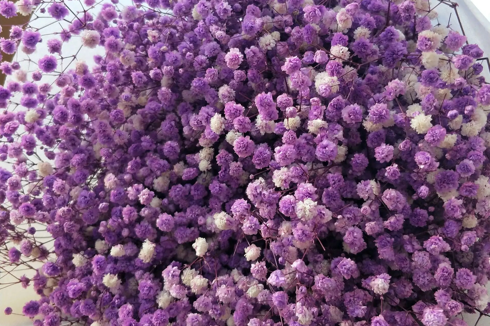 紫色满天星是一种多年生草本植物,花朵呈紫色或深紫色,花朵繁多成片.