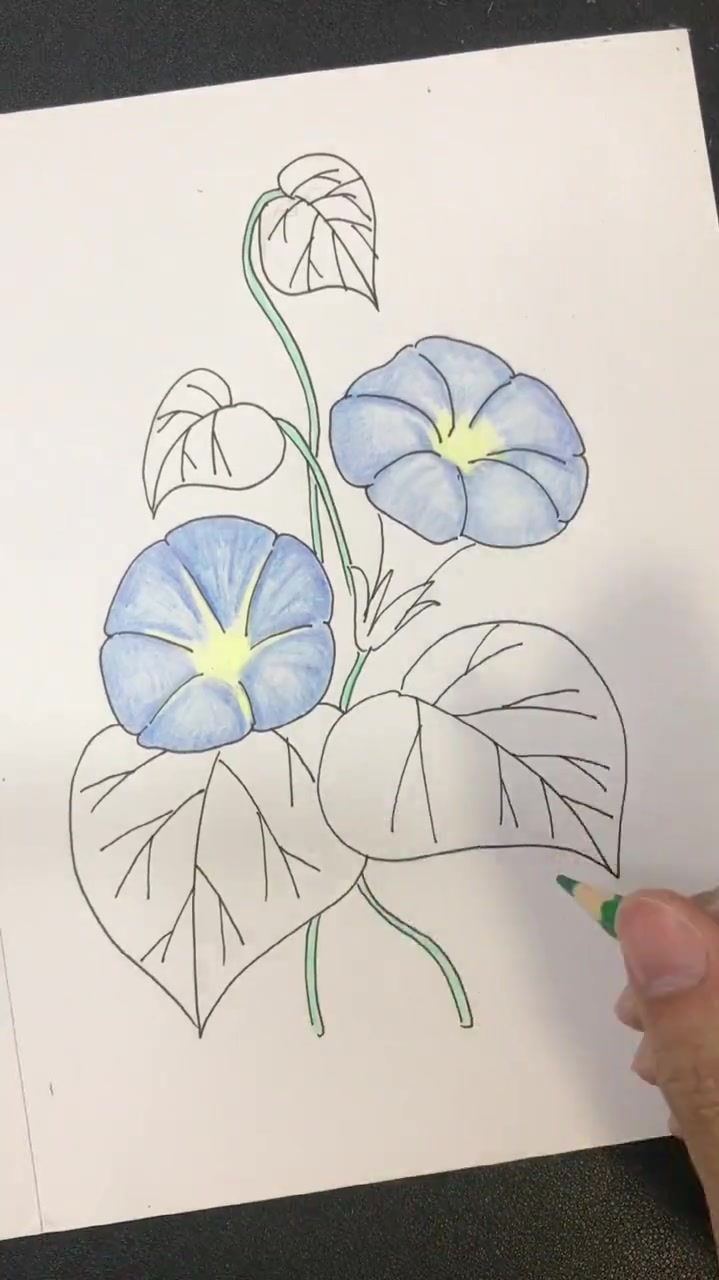 画一朵紫色的牵牛花,彩铅画