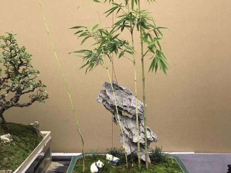 这几种竹子栽进花盆里,清秀文雅,每一盆都是靓丽的"风景"