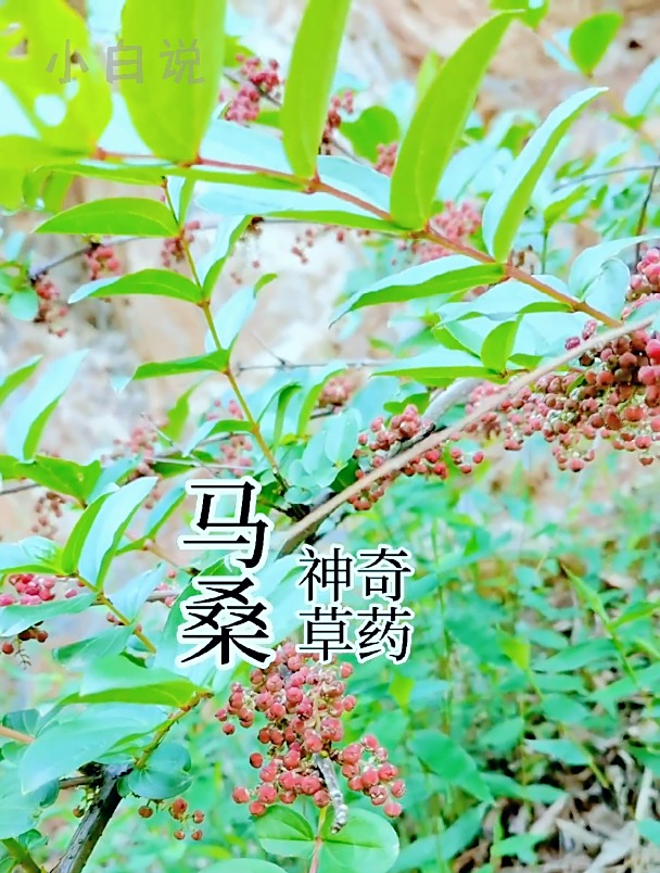 马桑,这种农村常见的植物是很多人小时候难以忘记的记忆