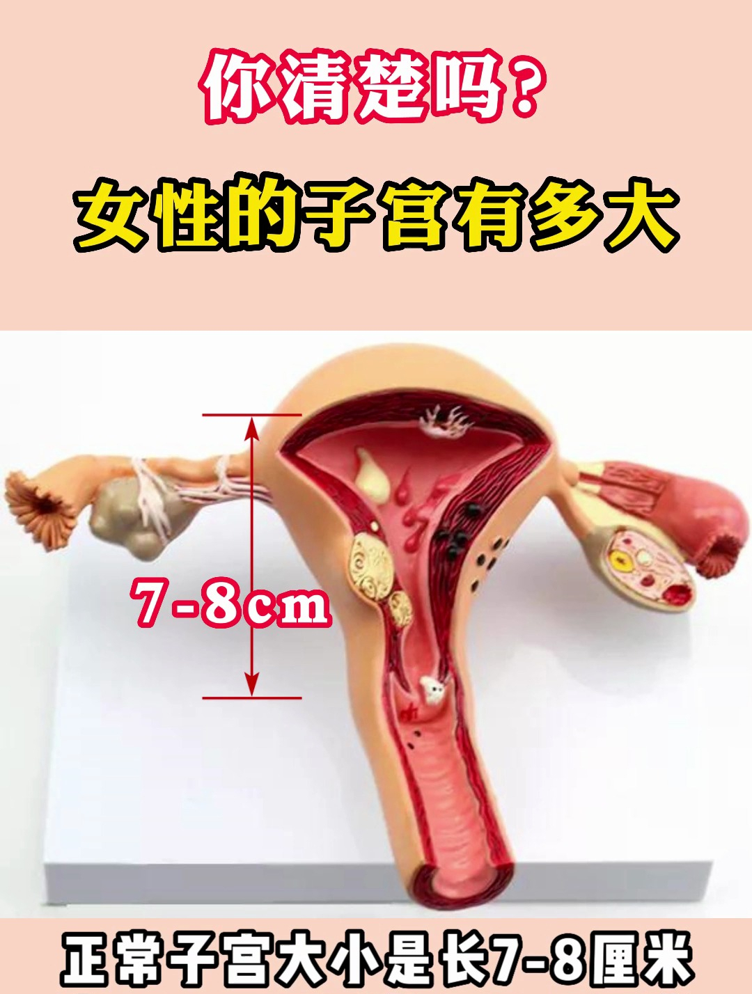 你清楚吗?女性子宫有多大?