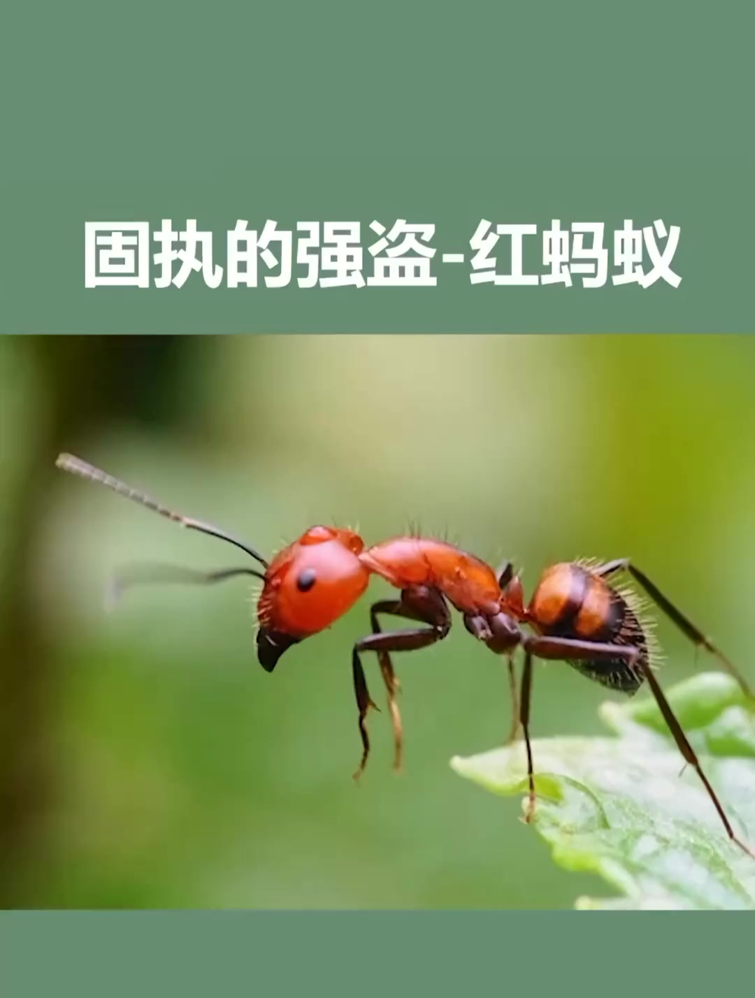 固执的强盗—红蚂蚁 科普 十万个为什么 昆虫 昆虫记-度小视