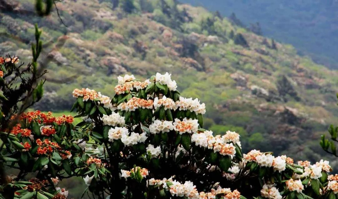 九鼎山花海图片