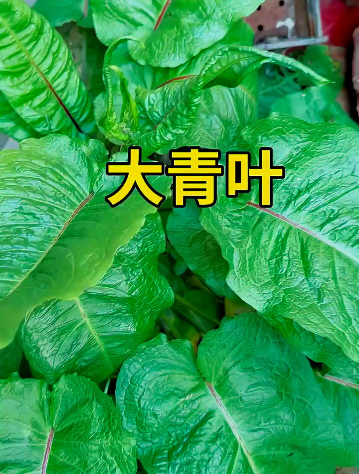 植物科普大青叶是一种野菜吃起来有点酸酸的