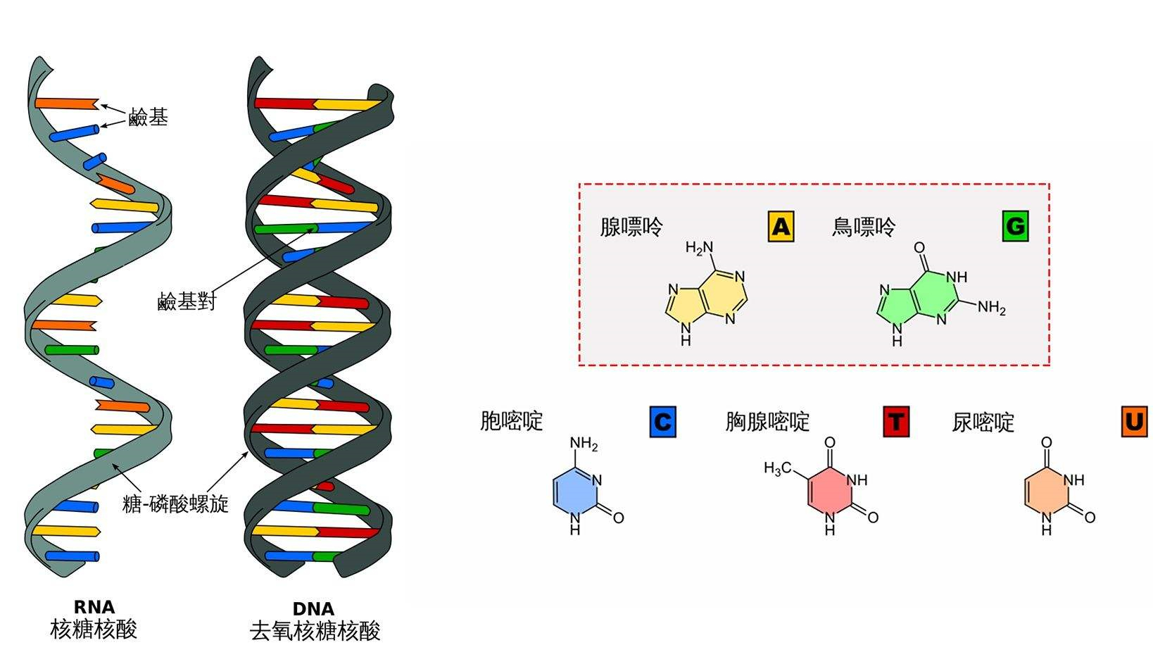细胞的研究:不同的转运rna,整个rna序列都有所不同