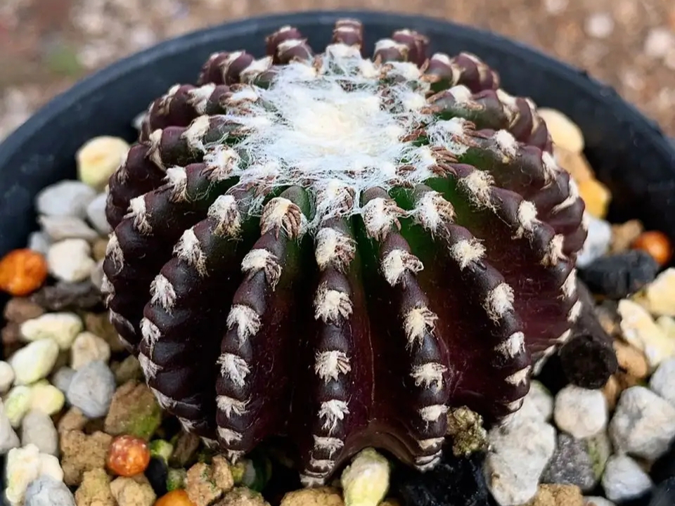 十大最贵仙人球:珍稀品种与收藏价值