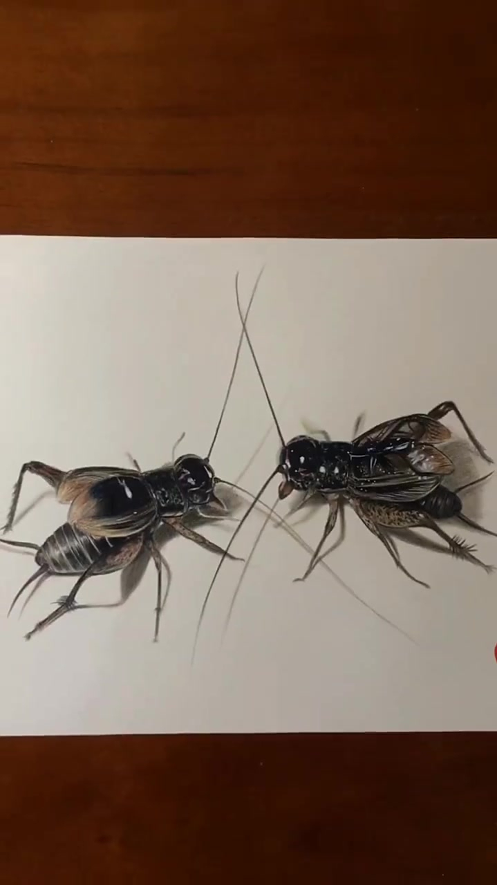手绘立体蛐蛐,今天你画画了吗