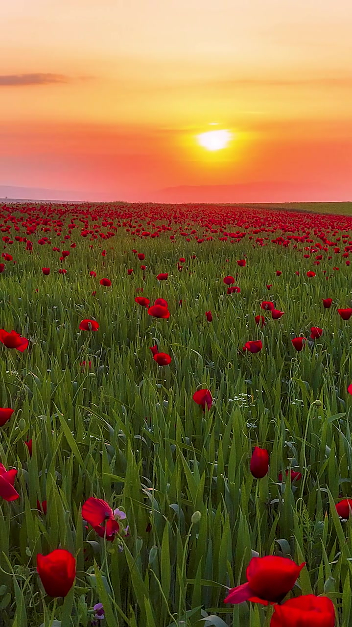 花海和夕阳就是世界上最浪漫的组合了