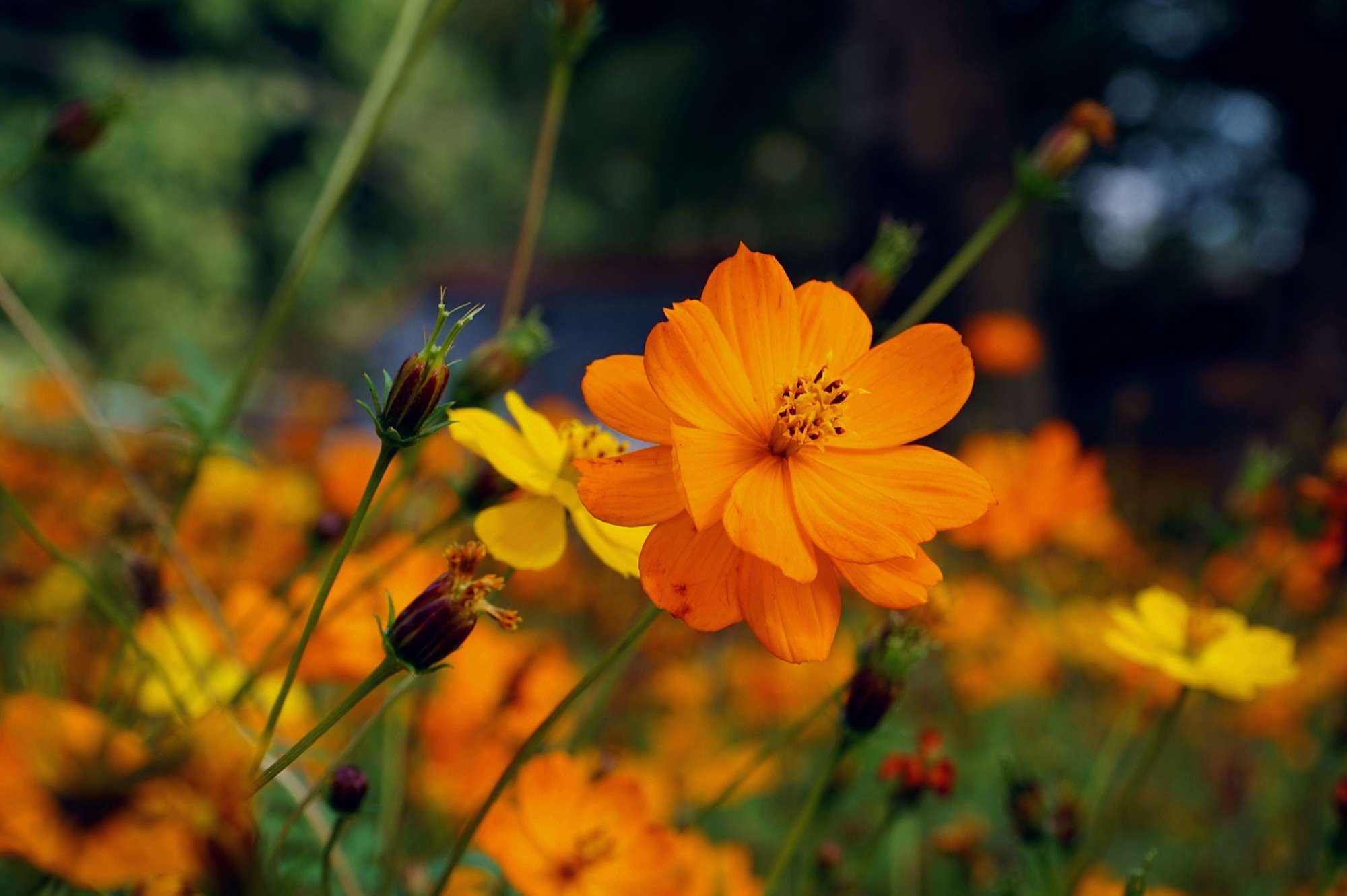 随手拍的一组黄秋英