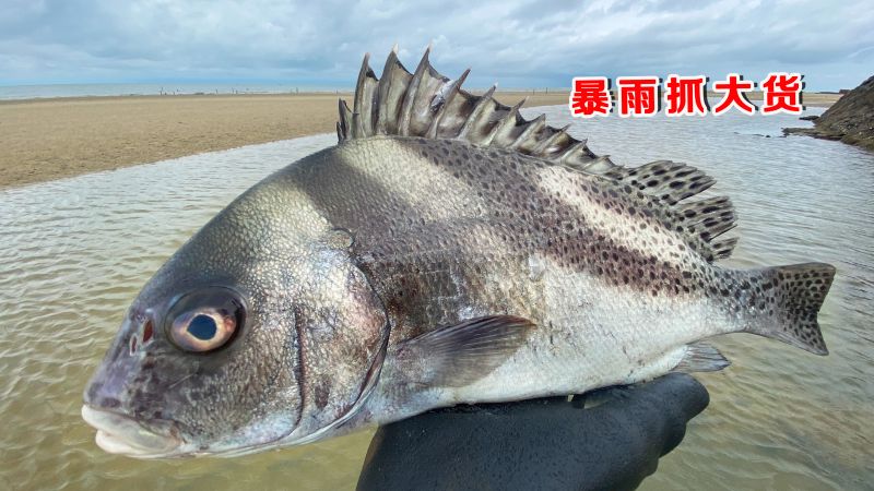 大暴雨天赶海，几斤重包公鱼青蟹被浪打上岸，阿聪抓的太刺激了,三农,农村赶海,好看视频