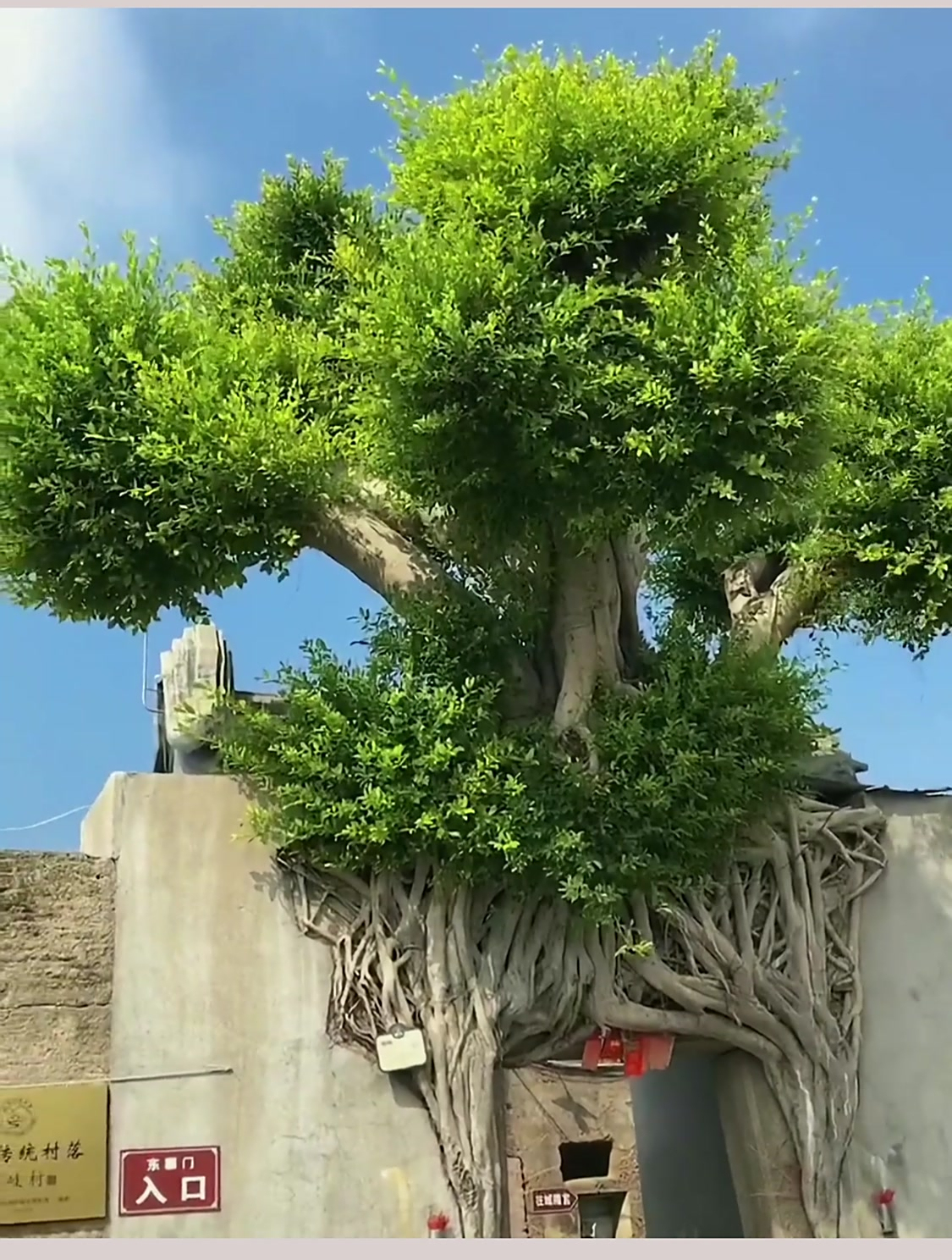 潮汕的千年古树网友它看起来好有灵气