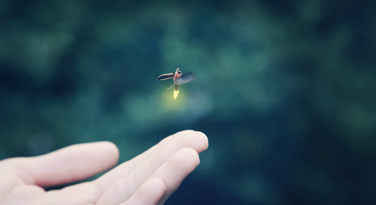 心理测试:选择喜欢的一张萤火虫照片,来测测看你还有多少童心