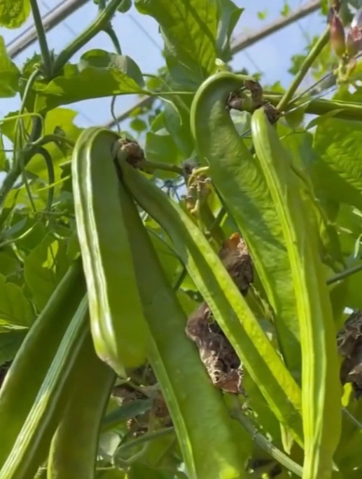 比刀还大的豆角"刀豆",无茎无丝,不但好吃产量也高!
